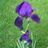 Kosaciec ogrodowy (Iris barbaa)
