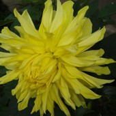Kwiat Dalii Złotej 