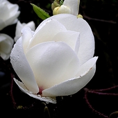 Kwiat Magnoli w deszczu