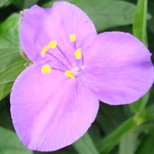 Kwiat Trzykrotki-mak