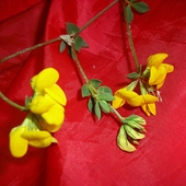 Kwiatuszki z Rumunii