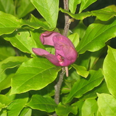 Magnolia...ostatni kwiatek