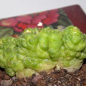 Mammillaria bocasana 'Fred' 