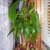 Nepenthes alata ssp. chyba ventrata (mieszaniec)