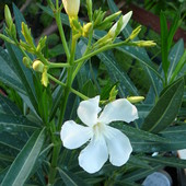 Oleander biały-nowy nabytek