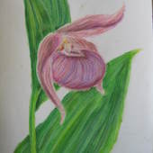 Orchidea ogrodowa (malowane pastelami)