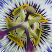 Passiflora- Męczennica