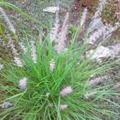 penisetum orientale                      