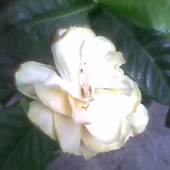 przekwitający kwiat Gardenii jest  również uroczy