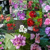 Rhododendrony i Azalie