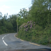 Rhododendrony   w Irlandii