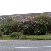 Rhododendrony   dzikorosnące w Irlandii