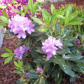 Rododendron  