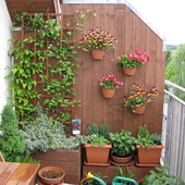 Rośliny na balkonie :)