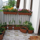 Rośliny na balkonie :)