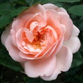 Róża - przepięknie pachnąca :)