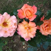 Róża rabatowa - zapach perfum :)