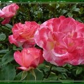 Róża: Tee-Hybride 