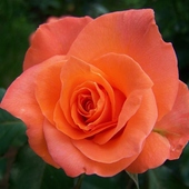 Róża w kolorze pomarańczu.