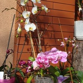 Storczyki- phalaenopsis.