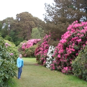 Stuletnie Rhododendrony