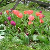 tak wyglądały tulipany na mojej rabatce na przełomie kwietnia i maja