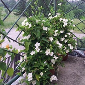 Tunbergia o białych kwiatach