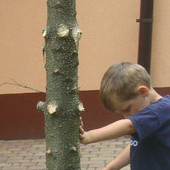 Wykopywanie drzewka.