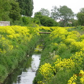 Żółty kanał