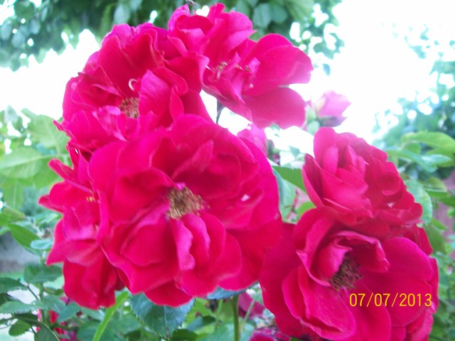 c.d.róże