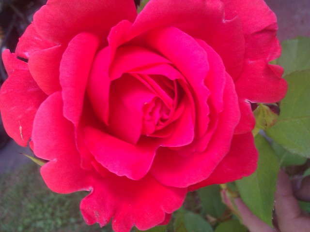 Czerwona róża czepna w końcu zakwitła