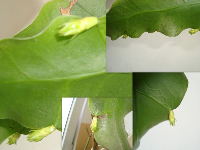 Epiphyllum Oxypetalum znowu zakwitnie/drugi raz w tym cyklu/. Kolaż.