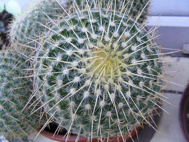 Jak się nazywa ten kaktusik ?