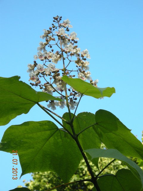 Katalpa - kwiatostan