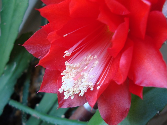 Kwiat Epiphyllum Ackermannii - makro.