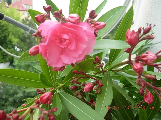 kwiat oleandra