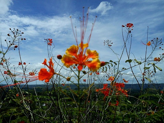 Kwiatki z wyspy Bohol