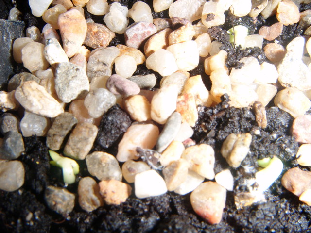 maleńkie cocinia sessilifolia 
