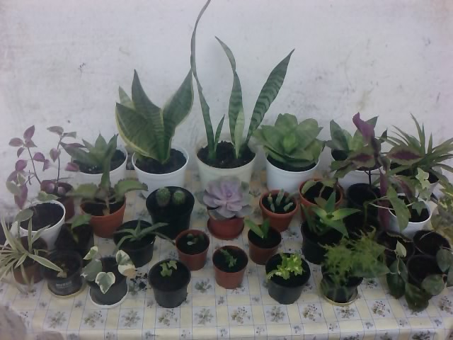 Moja mała kolekcja roślin