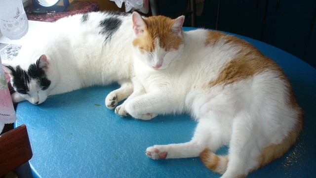 Moje małe kotki dwa:)