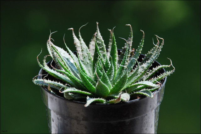 Aloes Arnista