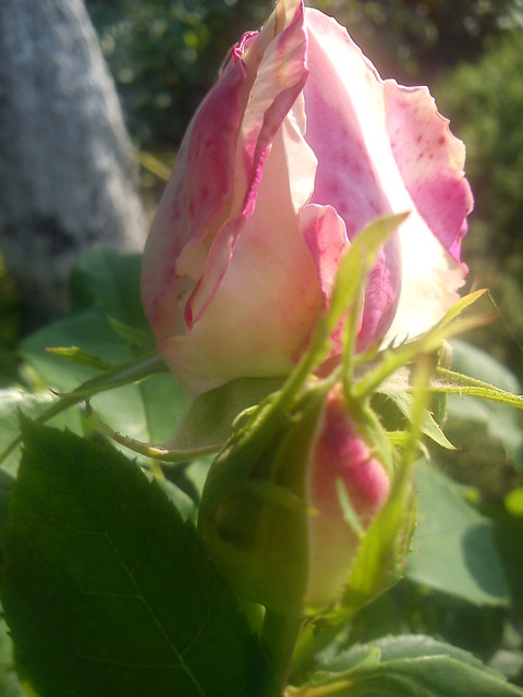 pączek róży