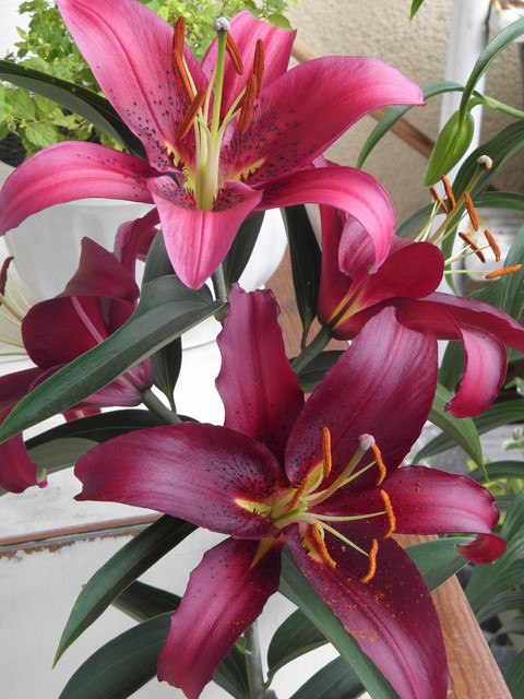 piękny purpurowy kolor,śr.kwiata 26cm piękny zapach-czy ktos wie co to za odmiana?