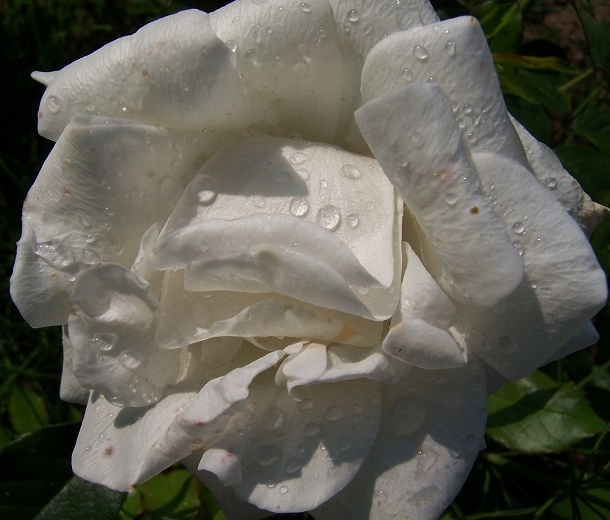 Róza biała.