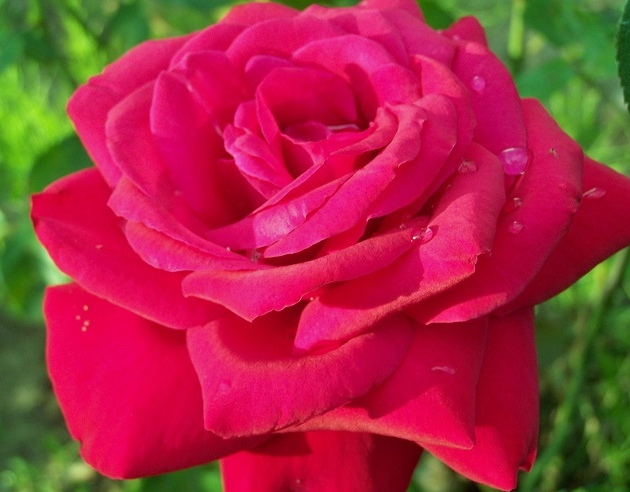 Róża Ingrid Bergman.