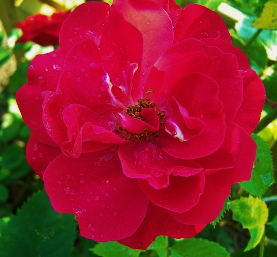 Róża pnąca Paul's Scarlet Climber.