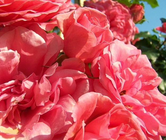 Róża pnąca Rosarium Uetersen.