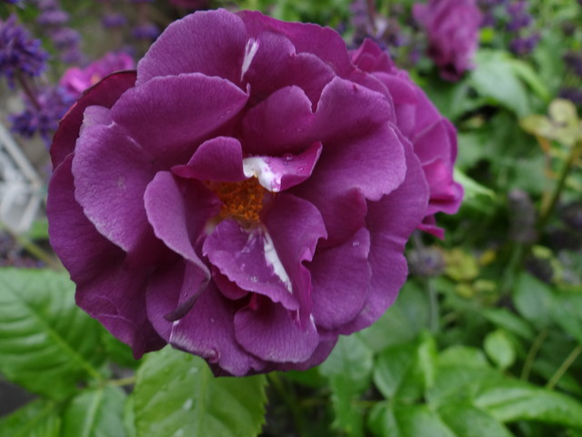 róża w Basi - Werki kolorze