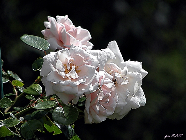 róża w delikatnym różowym kolorze