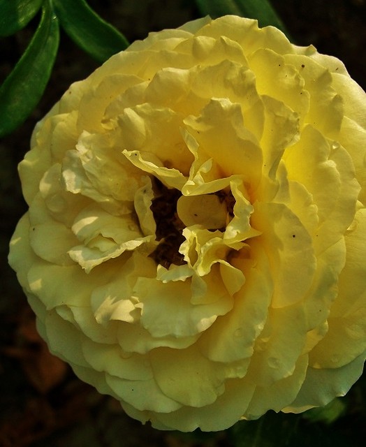 Róża żółta o pełnych kwiatach.